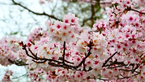 Close - up of Japan Cherry blossom fullbloom in spring season in japan. 動画素材 74910682