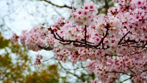 Close - up of Japan Cherry blossom fullbloom in spring season in japan. Video stock 74910772