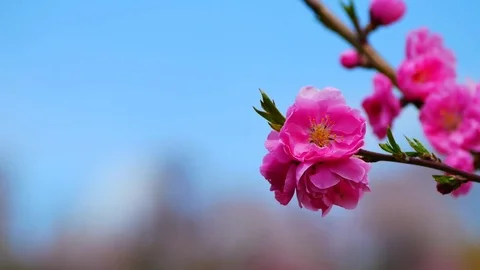 Close - up of Japan Cherry blossom fullbloom in spring season in japan with.. Stock Footage 75217469