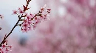 Close - Up Of Japan Cherry Blossom Fullbloom In Spring Season In Japan With.. Stock Footage