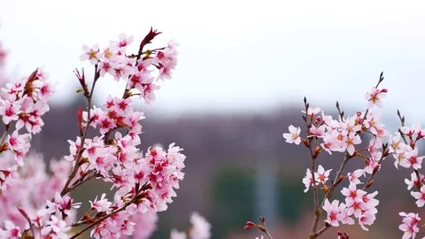 Close - up of Japan Cherry blossom fullbloom in spring season in japan with.. Vidéo 75217550