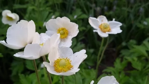 Close-Up Japanese Anemones Stock Footage 307348012