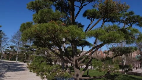 Close-up of a Japanese coniferous tree in a beautiful modern city park. Stock Footage 330870431