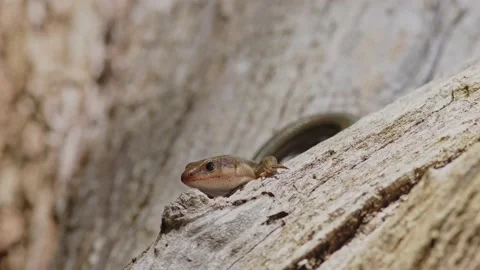 Close-up of a Japanese Lizard. Stock Footage 202206731