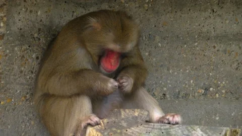 Close up of Japanese macaque Stock Footage 135285135