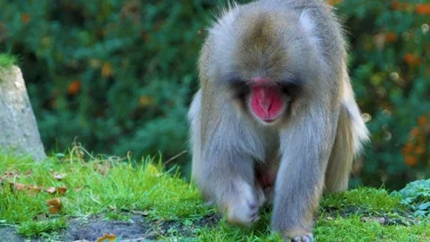  Close up of Japanese macaque Stock Footage 135890585