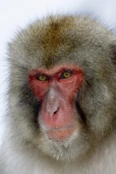 Close-up of a Japanese Macaque (Macaca fuscata) Stock Photos