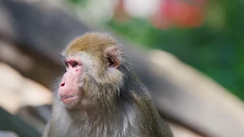 Close up of Japanese macaque monkey eating a piece of carrot in bright sunl.. Vídeos de archivo 332646028