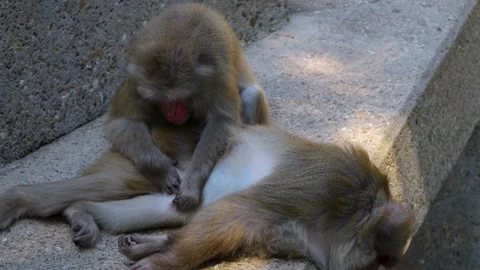 Close up of Japanese macaques Stock Footage 249913830