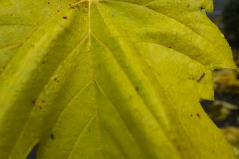 Close-Up of a Japanese Maple Leaf Stockfoto's