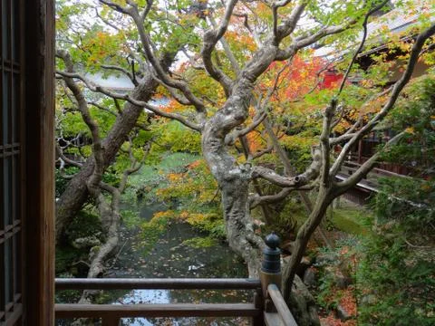 Close up of a Japanese maple leaf tree Stock Photos