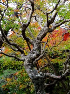 Close up of a Japanese maple leaf tree Stock Photos