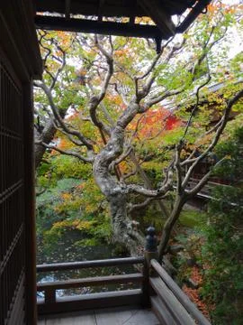 Close up of a Japanese maple leaf tree Stock-Fotos