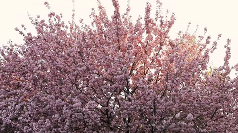 Close-up of Japanese sakura cherry tree crown in full blossom against copy space Stock Footage 129115212