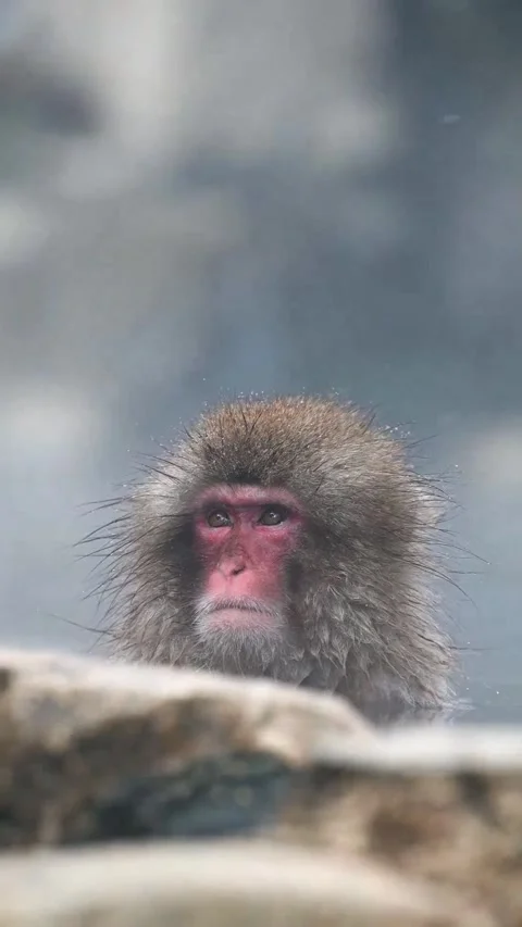 Close-Up of Japanese snow monkey with wet fur in winter onsen Vídeos de archivo 333974698
