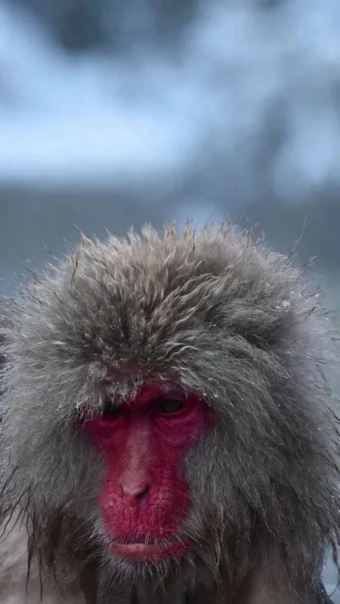 Close-Up of Japanese snow monkey with wet fur in winter onsen Vidéo 333974716