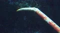 Close Up Of Japanese Spider Crab Leg : Claw 02 4k or 4k+ Resolution