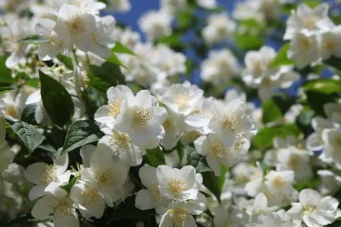 Close up of jasmine flowers Stock Photos