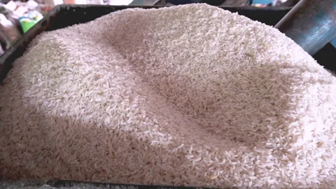 Close up jasmine rice paddy grains 01 Stock Footage 345324416