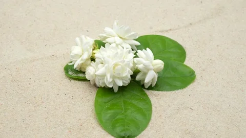 Close up Jasmine Sambac rotating on sand background. Stockbeeldmateriaal 239222866