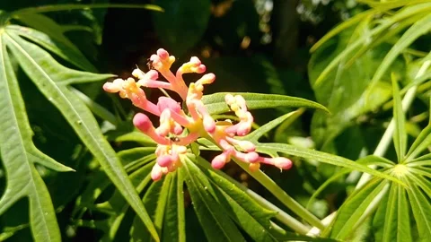Close-up of Jatropha Multifida Plant with Unique Coral-like Flowers Stock Footage 339143169