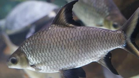 Close Up of a Java Barb Fish Scales Pattern Stock Photos