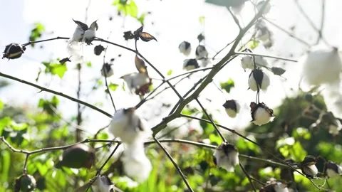 Close up of a Java cotton tree with lots of white cotton seeds bursting open. Vídeos de archivo 297288726