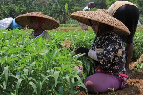 Close Up Java Female Farmer Stock-Fotos