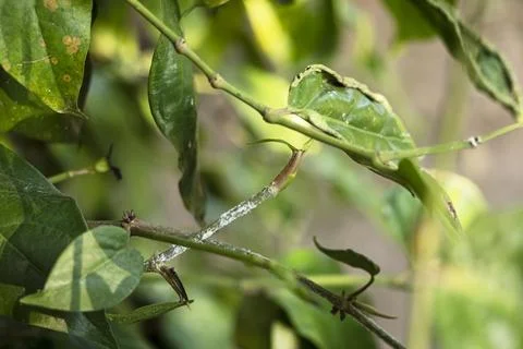 Close-up of a Java long pepper plant (Piper retrofractum) showing a white w.. Foto stock