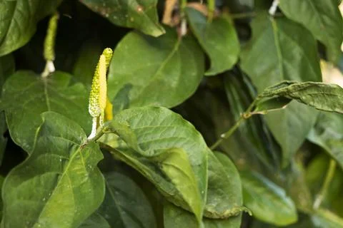 Close-up of Java long pepper plants (Piper retrofractum) infested with whit.. Photos