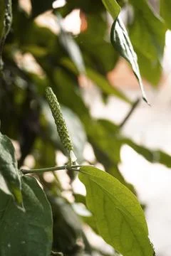 Close-up of Java long pepper plants (Piper retrofractum) infested with whit.. Stock Photos