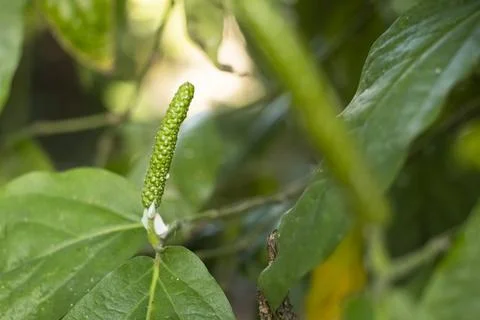 Close-up of Java long pepper plants (Piper retrofractum) infested with whit.. Stock Photos