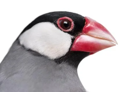 Close-up of a Java Sparrow- Padda oryzivora - isolated on white Stock Photos