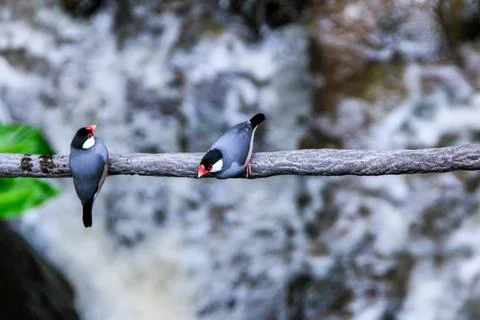 A close-up of Java sparrows perched on a tree branch with a blurred background Stock-Fotos