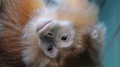 Close up of a Javan langur Stock Footage 256898902