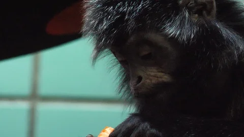 Close up of Javan lutung monkey Stock-Footage 116612584