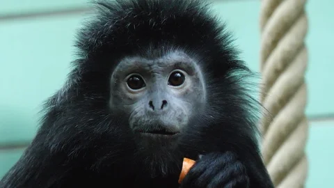 Close up of Javan lutung monkey Video stock 116612849