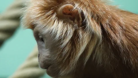 Close up of Javan lutung monkey Stock Footage 116613153