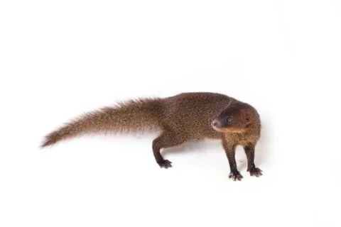 Close up of Javan Mongoose or Small asian mongoose (Herpestes javanicus) Stock Photos