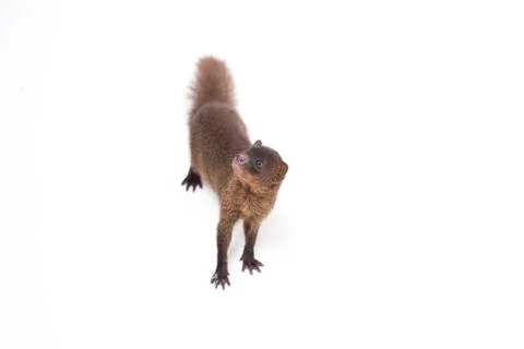 Close up of Javan Mongoose or Small asian mongoose (Herpestes javanicus) Stock Photos