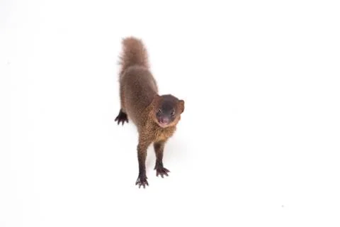 Close up of Javan Mongoose or Small asian mongoose (Herpestes javanicus) Stock Photos
