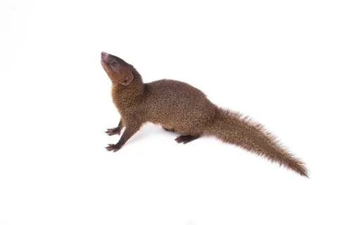 Close up of Javan Mongoose or Small asian mongoose (Herpestes javanicus) Stock Photos