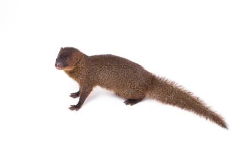 Close up of Javan Mongoose or Small asian mongoose (Herpestes javanicus) Stock Photos