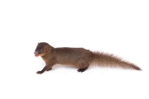Close up of Javan Mongoose or Small asian mongoose (Herpestes javanicus) Stock Photos