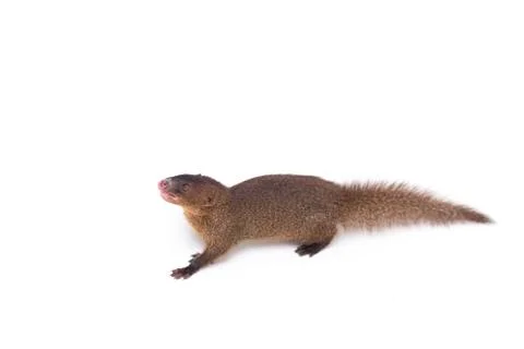 Close up of Javan Mongoose or Small asian mongoose (Herpestes javanicus) Stock Photos