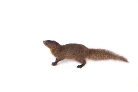 Close up of Javan Mongoose or Small asian mongoose (Herpestes javanicus) Foto stock