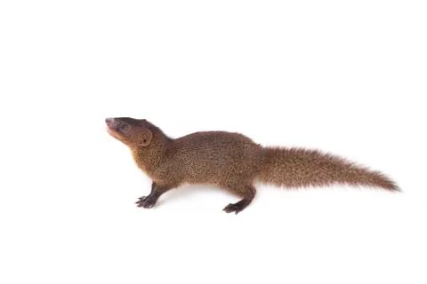 Close up of Javan Mongoose or Small asian mongoose (Herpestes javanicus) Stock Photos