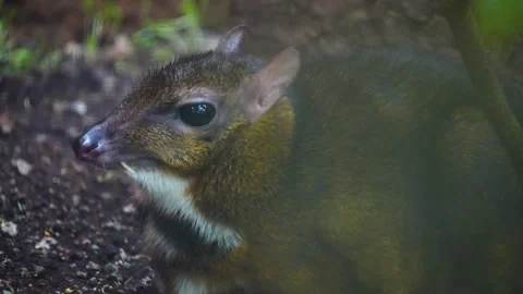 Close up of an javan mouse deer Stock Footage 267591271