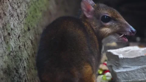 Close up of an javan mouse deer Stock Footage 273619249