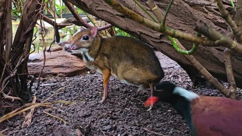 Close up of a javan mouse deer hiding Stock Footage 267465667